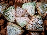 Хавортия (Haworthia Togenkyo 29ハオルチア　 ピクタ　桃原郷)
